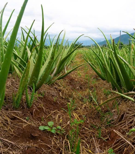 Hình ảnh thực tế