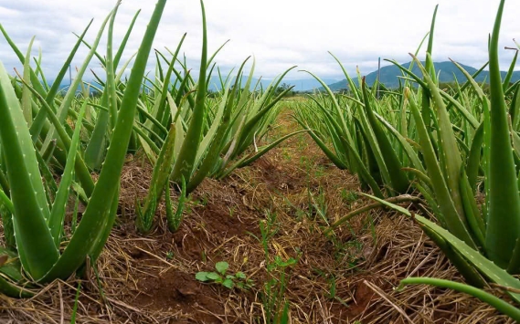 Hình ảnh thực tế